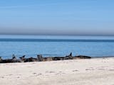 Seehunde und Kegelrobben am Nordstrand