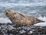 Duty-Free-Shopping und Robben gucken auf Helgoland